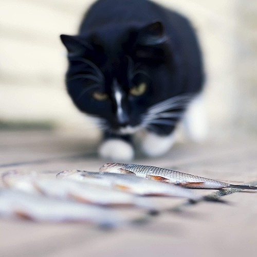 どら猫 ってどんな猫 野良猫 と どら猫 の違いとは 猫壱 Necoichi