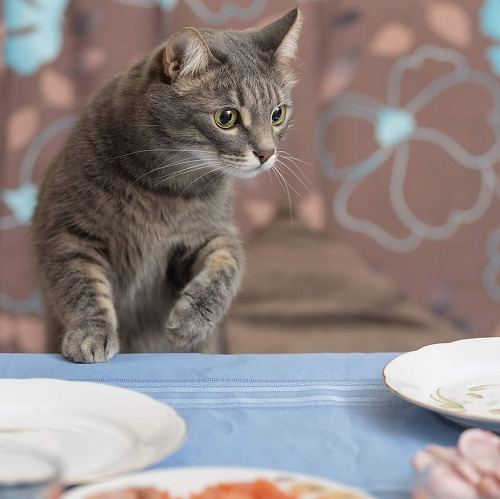 ゆっくりご飯が食べたいのに猫が…！人間の食べ物を欲しがる理由とは？