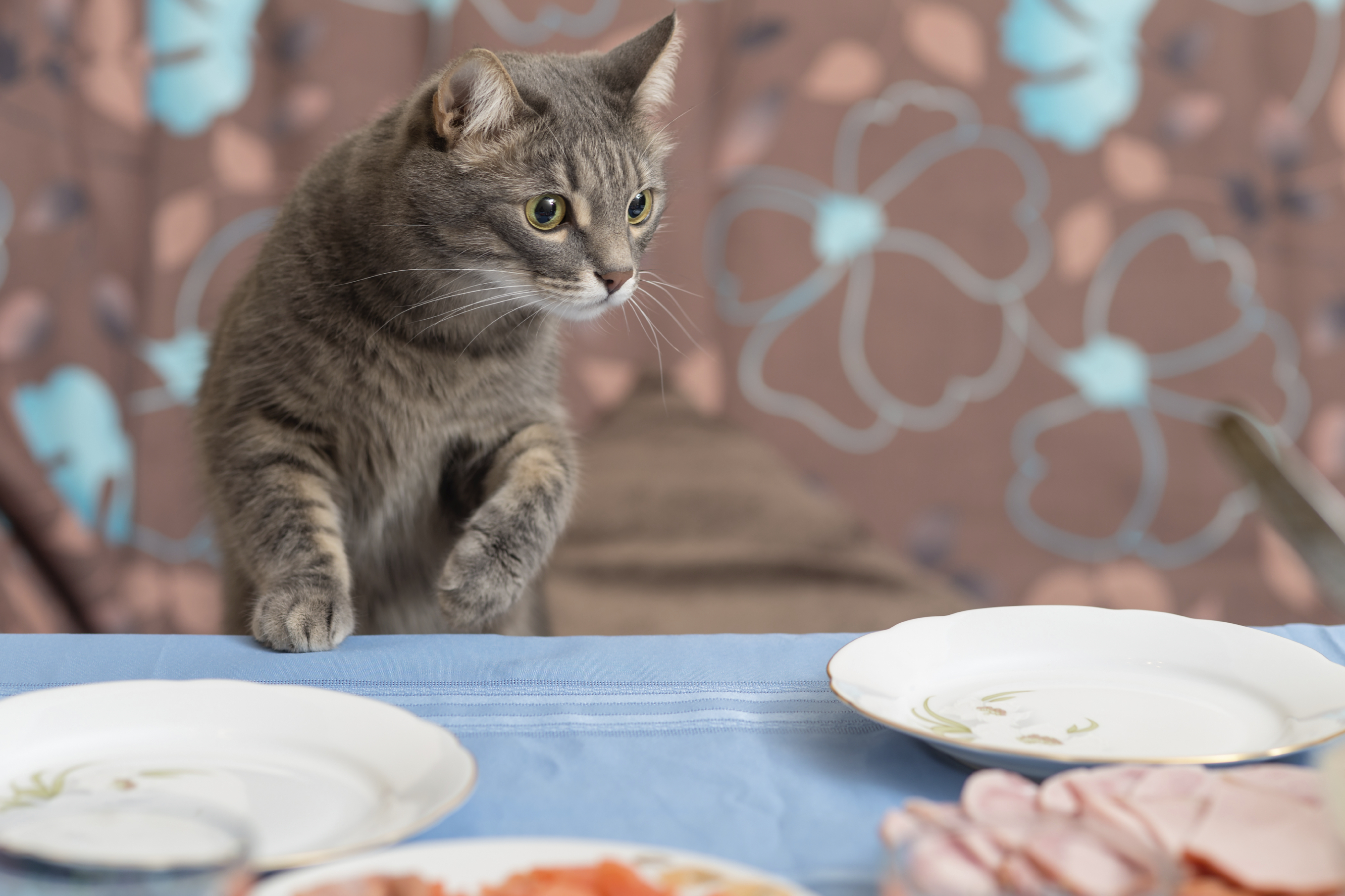 猫 人間 の 食べ物 欲し が る