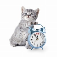 猫は時間に正確なのはなぜ？実はとっても面白い「体内時計の仕組み」とは