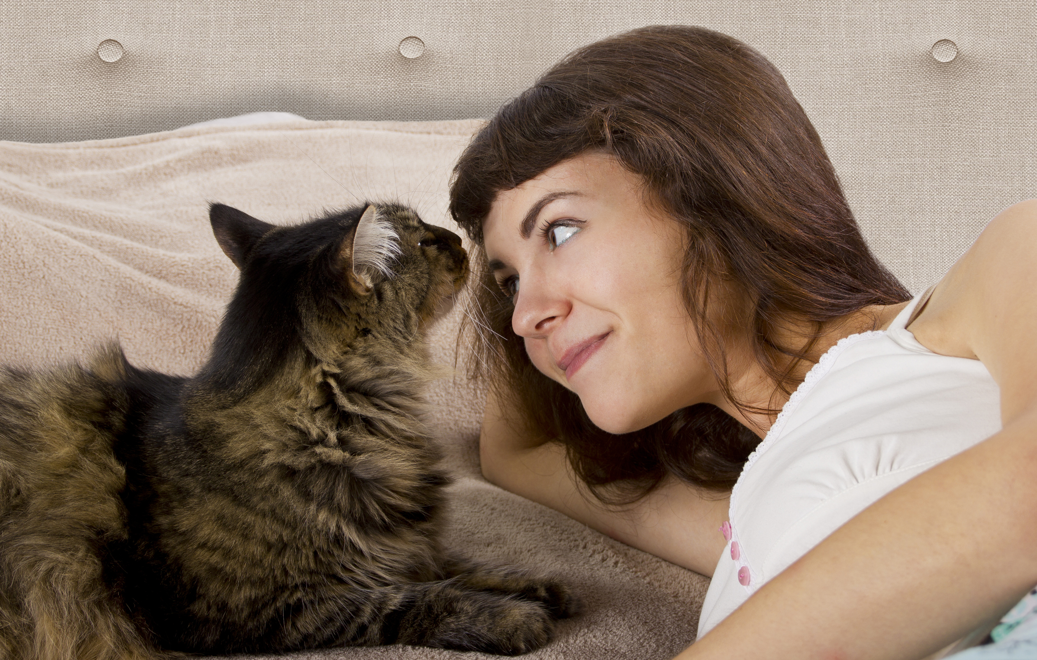 本当に好かれてる 一緒に眠るときの場所でわかる猫からの愛情度診断 猫壱 Necoichi 本当に好かれてる 一緒に眠るときの場所でわかる猫からの愛情度診断 猫壱 Necoichi