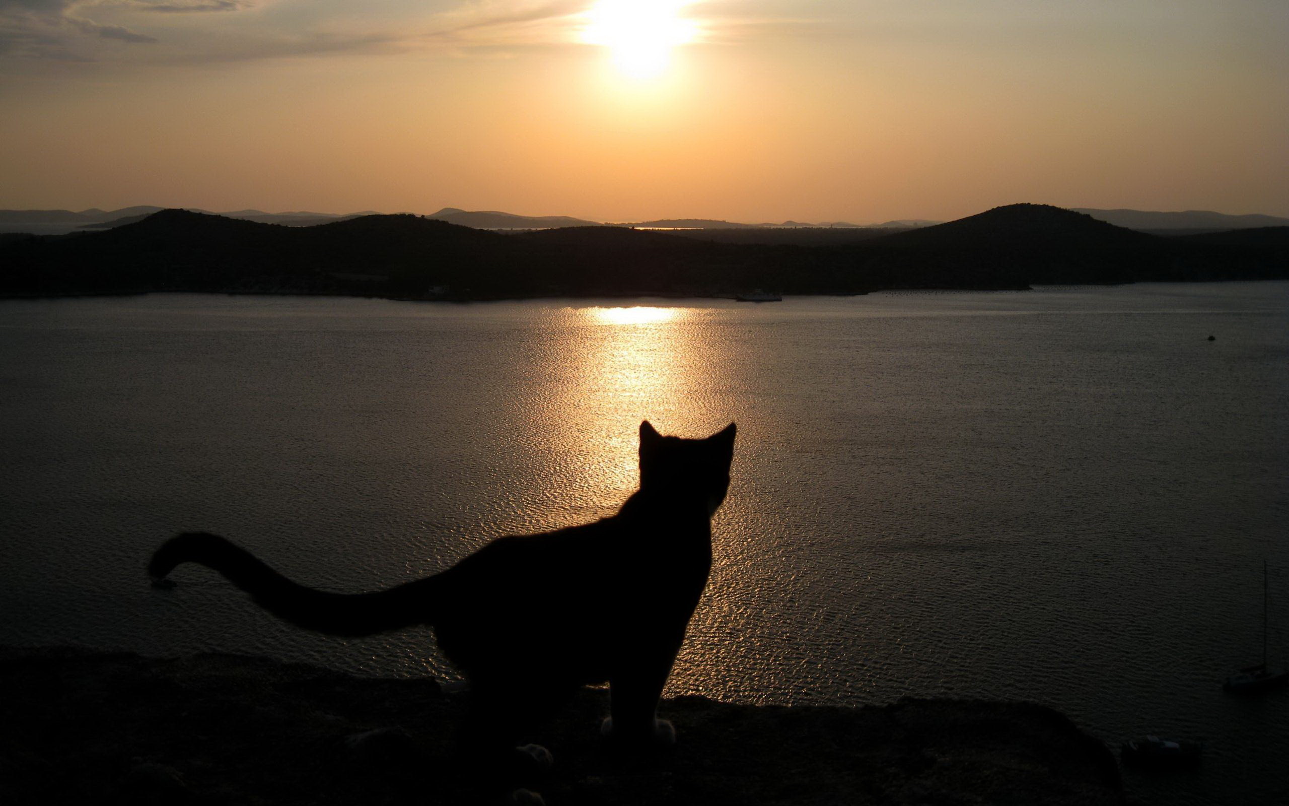 猫の最期 死ぬ前のサインが近づいたら 猫の終活に必要な事とは 猫壱 Necoichi