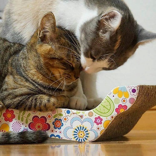 ＜猫壱＞爪とぎ　ダンボール爪とぎ　バリバリベッドL花柄　猫ちゃんと一緒1