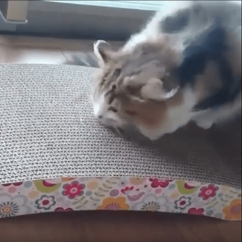 ＜猫壱＞爪とぎ　ダンボール爪とぎ　バリバリベッドL花柄　猫ちゃんと一緒　動画3