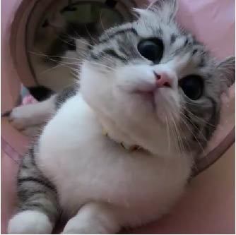 ＜猫壱＞猫用おもちゃ　キャットトンネルピンク　猫ちゃんと一緒　動画1