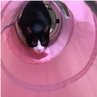 ＜猫壱＞猫用おもちゃ　キャットトンネルピンク　猫ちゃんと一緒　動画2