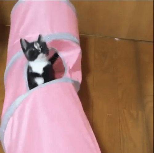 ＜猫壱＞猫用おもちゃ　キャットトンネルピンク　猫ちゃんと一緒　動画3
