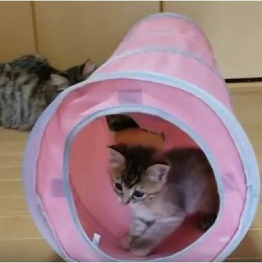 ＜猫壱＞猫用おもちゃ　キャットトンネルピンク　猫ちゃんと一緒　動画4