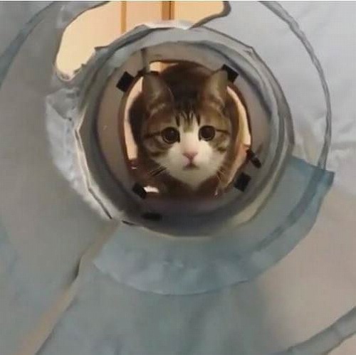 ＜猫壱＞猫用おもちゃ　キャットトンネルブルー　猫ちゃんと一緒　動画1