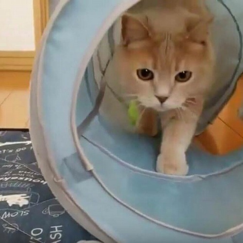 ＜猫壱＞猫用おもちゃ　キャットトンネルブルー　猫ちゃんと一緒　動画2