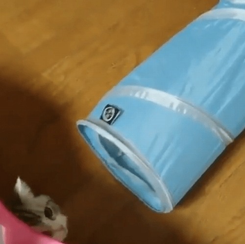 ＜猫壱＞猫用おもちゃ　キャットトンネルブルー　猫ちゃんと一緒　動画3