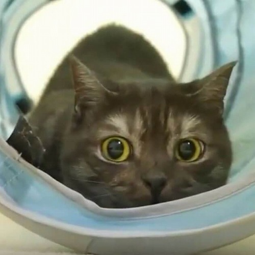 ＜猫壱＞猫用おもちゃ　キャットトンネルブルー　猫ちゃんと一緒　動画4