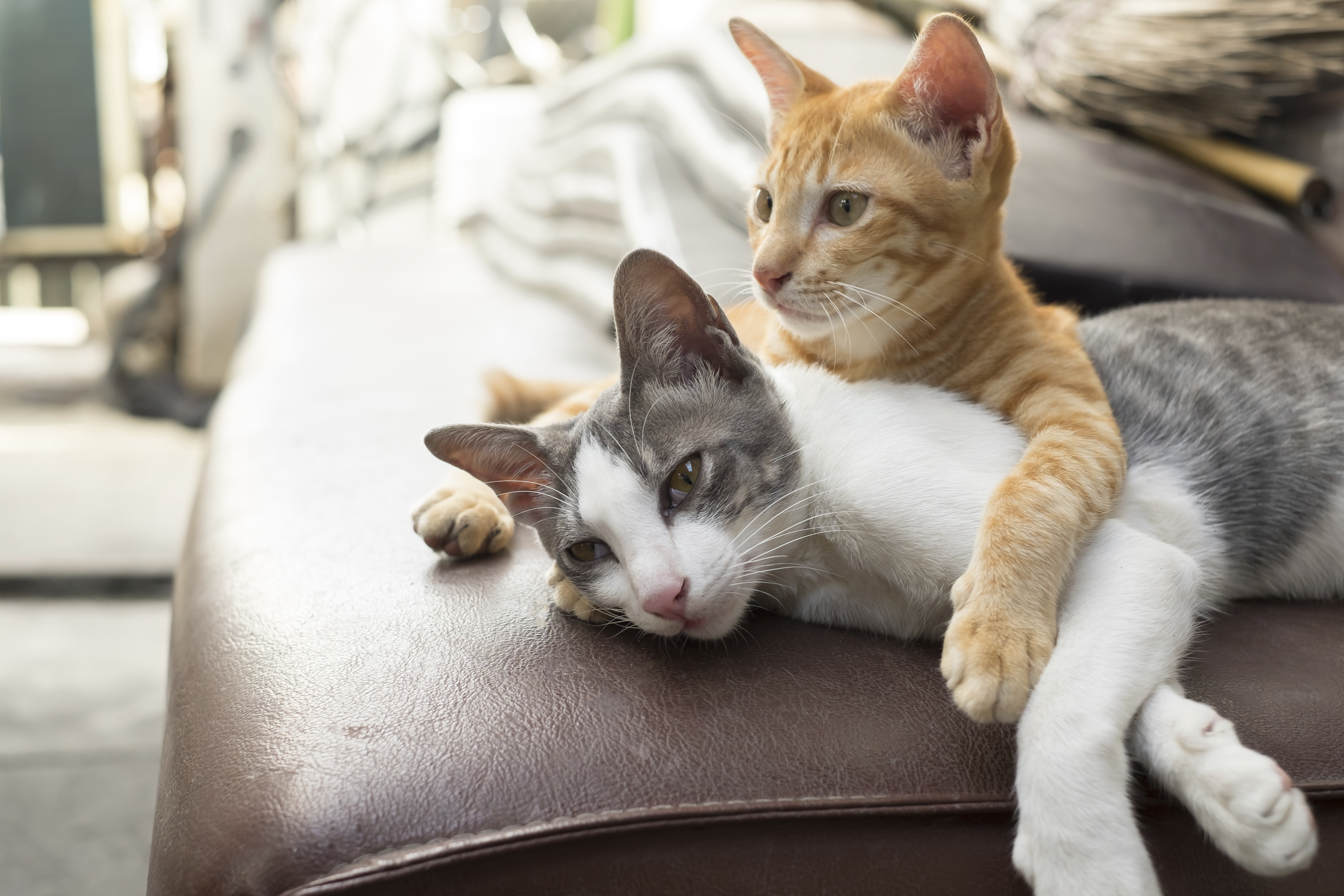 恋愛は3歳からが勝負 どんなネコがモテるの お猫様の恋愛事情とは 猫壱 Necoichi