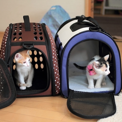 里親募集 ネット編 里親詐欺に遭わないために 猫壱 Necoichi