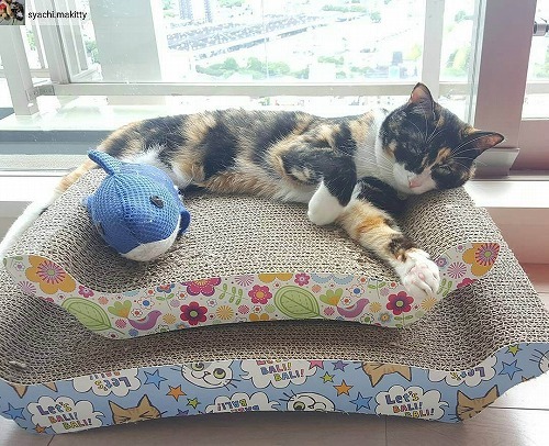 ＜猫壱＞爪とぎ　ダンボール爪とぎ　バリバリベッドM花柄　猫ちゃんと一緒2