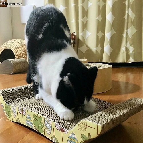 ＜猫壱＞爪とぎ　ダンボール爪とぎ　バリバリベッドM花柄　猫ちゃんと一緒4