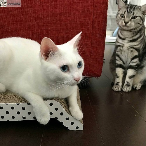 ＜猫壱＞爪とぎ　ダンボール爪とぎ　バリバリベッドMワイド　猫ちゃんと一緒3