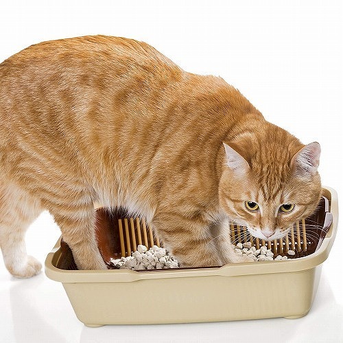 猫のdiy プチプラ簡単 システムトイレ風猫トイレ トイレカバー 猫壱 Necoichi