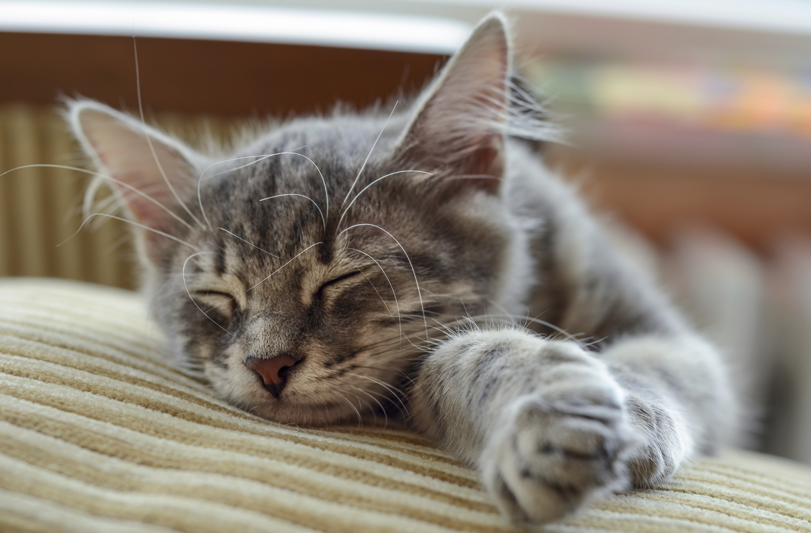 猫のイビキ 可愛いけど ネコのイビキに隠された病気のサイン 猫壱 Necoichi 猫のイビキ 可愛いけど ネコのイビキに隠された病気のサイン 猫壱 Necoichi