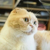 Instagramでも大人気！猫なのに人間っぽい？！マルティくんってどんな猫？