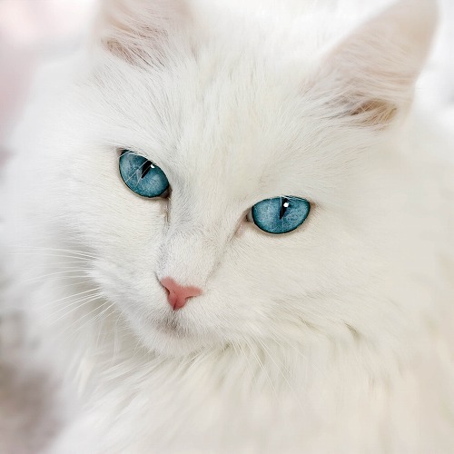 白猫と黒猫は性格が正反対？ネコの毛色から分るネコの性格の特徴とは ...