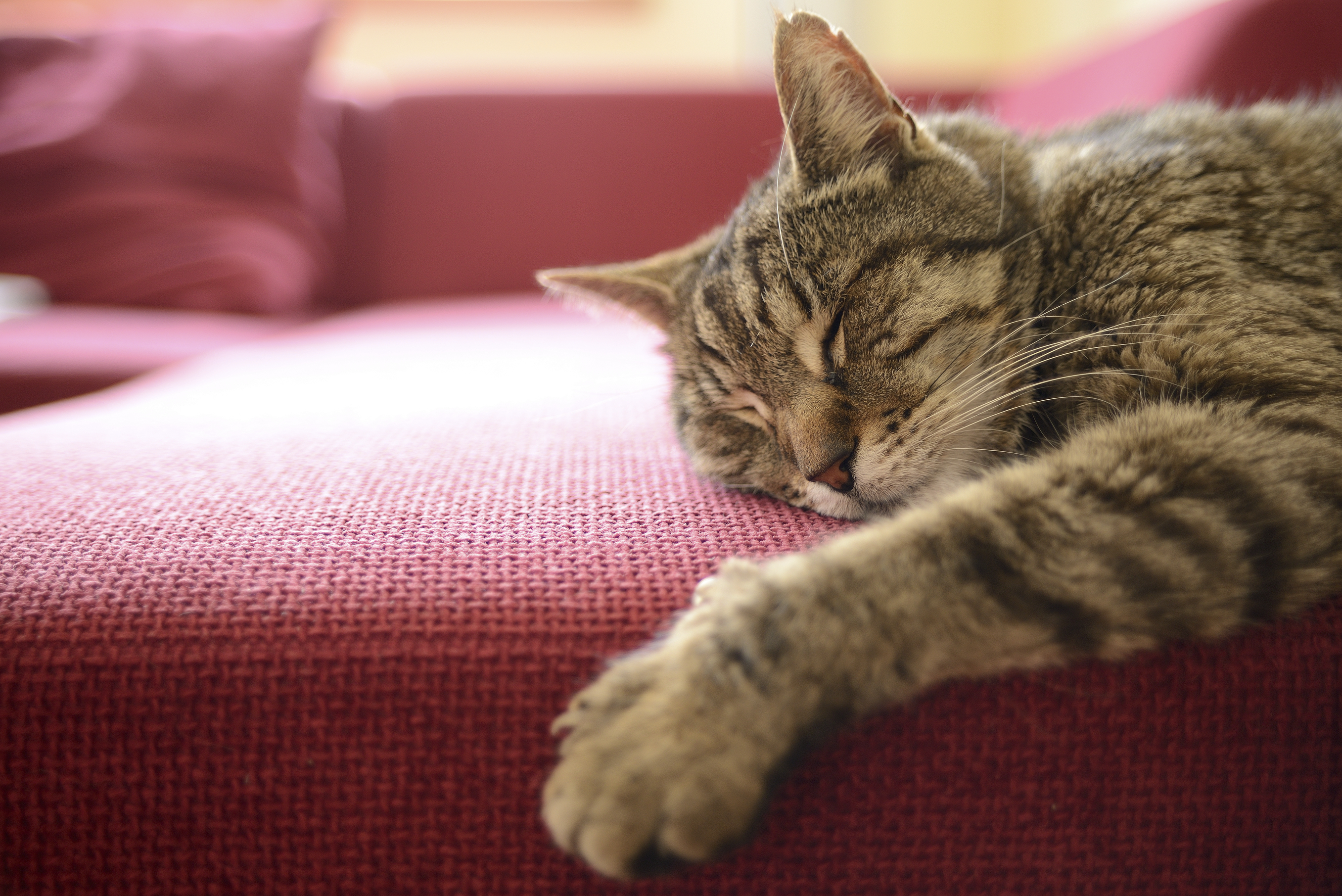 猫の昼寝の場所で分る 愛猫とあなたの信頼関係チェックリスト 猫壱 Necoichi 猫の昼寝の場所で分る 愛猫とあなたの信頼関係チェックリスト 猫壱 Necoichi