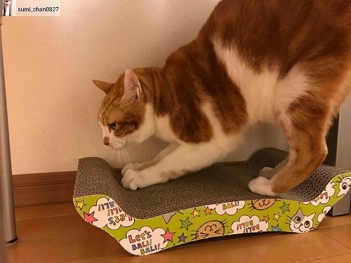 ＜猫壱＞爪とぎ　ダンボール爪とぎ　バリバリベッドM猫柄　猫ちゃんと一緒3