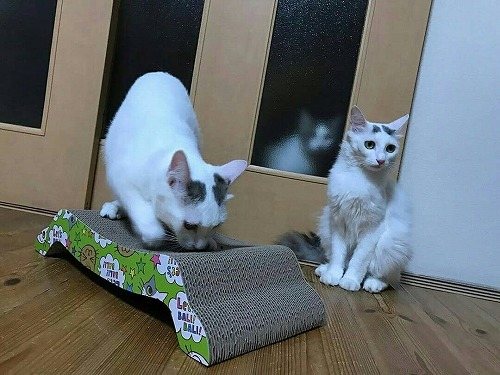 ＜猫壱＞爪とぎ　ダンボール爪とぎ　バリバリベッドM猫柄　猫ちゃんと一緒4