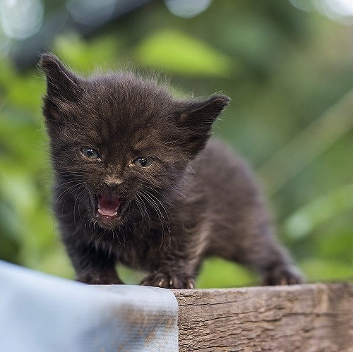 見逃さにゃいで 猫の 寂しい を伝える3つのサイン 猫壱 Necoichi