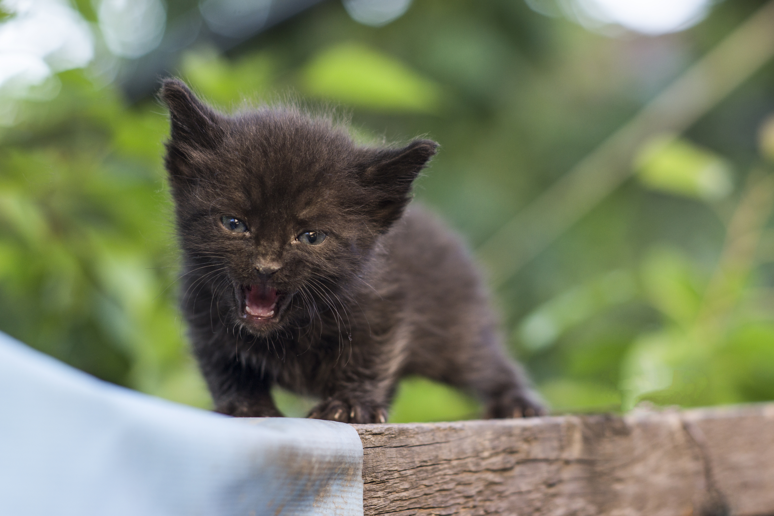 見逃さにゃいで 猫の 寂しい を伝える3つのサイン 猫壱 Necoichi