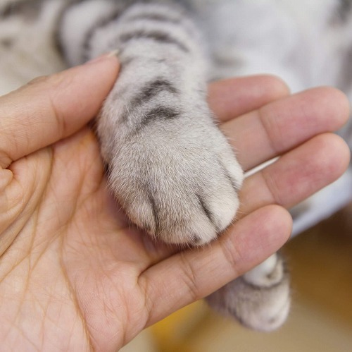 猫の『抜爪術』。猫の爪に悩んでいるとき、貴方はこの選択をしますか？