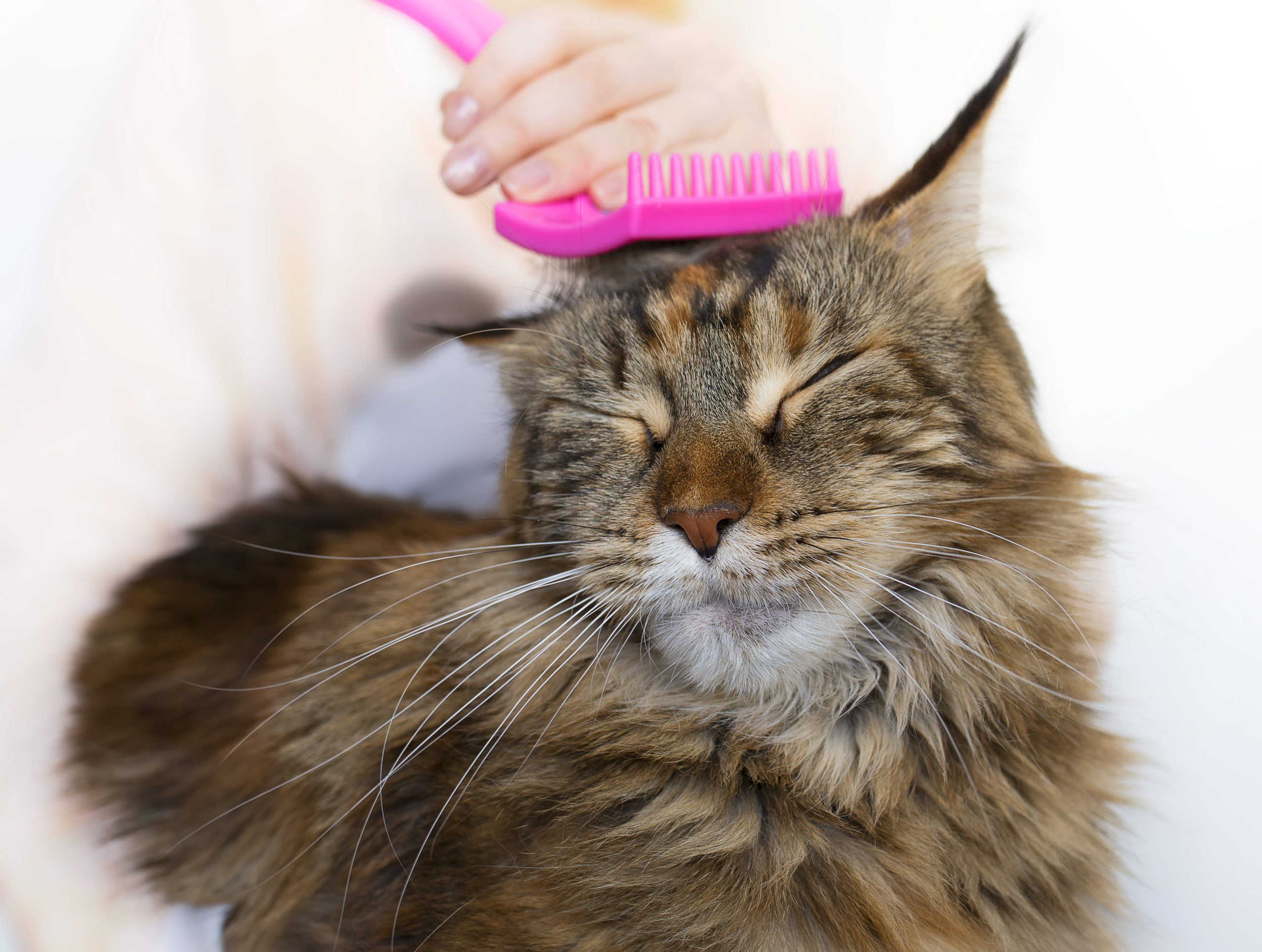 猫の抜け毛がついた洋服 泣 洗濯する時はこの一手間で抜け毛を予防 猫壱 Necoichi 猫の抜け毛がついた洋服 泣 洗濯する時はこの一手間で抜け毛を予防 猫壱 Necoichi
