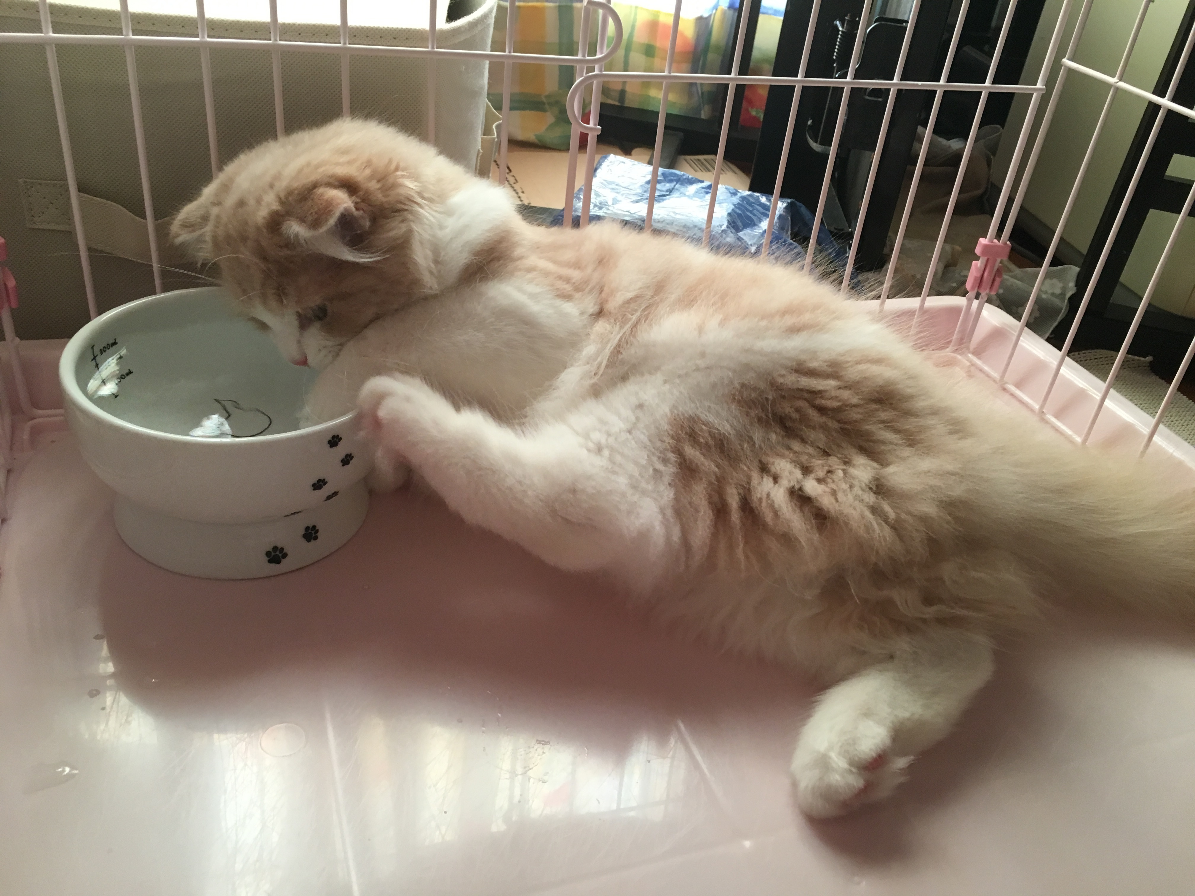 お水遊び | 猫壱（necoichi）