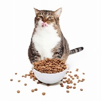 猫にも規則正しい食生活を！理想的な猫にご飯をあげるタイミングや回数