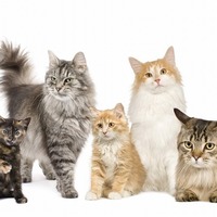 日本で一番多いのは○○柄のネコ？猫の柄には法則があるらしい