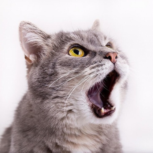 猫の口が臭い…。でも歯磨きは無理（泣）そんな時の画期的な方法を紹介