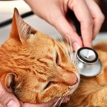 猫の突然死・こんな物が？飼い主さんは知っておきたい猫が突然死する理由