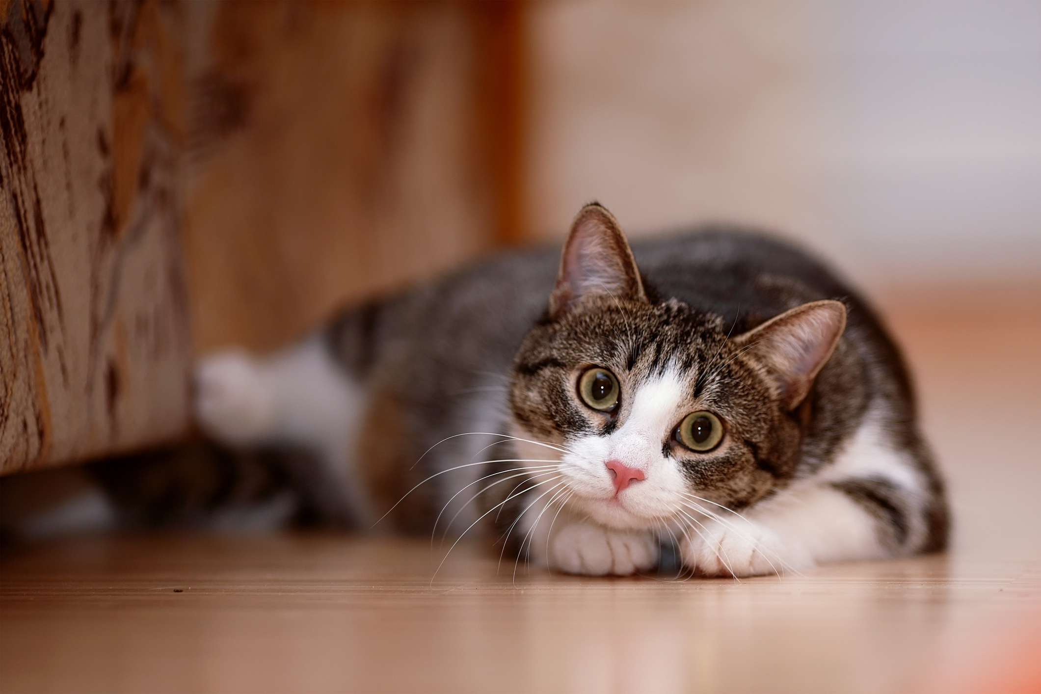 猫は人間の言葉がわかる 飼い主が知っておきたい猫の気持ち3選 猫壱 Necoichi