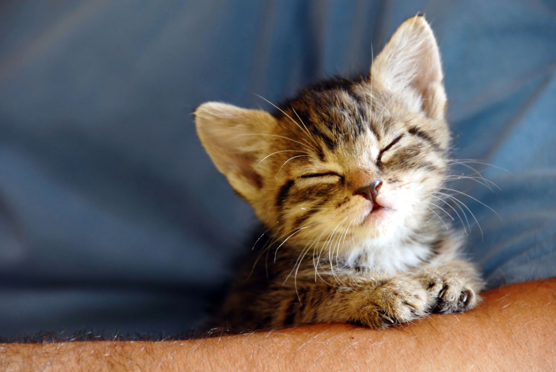 子猫 生まれたて 生存 率