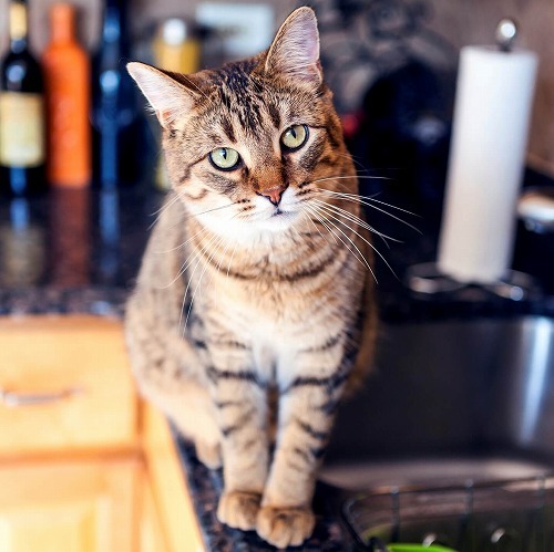 猫がキッチンシンクに乗るんです…orzやめさせる3つの方法  