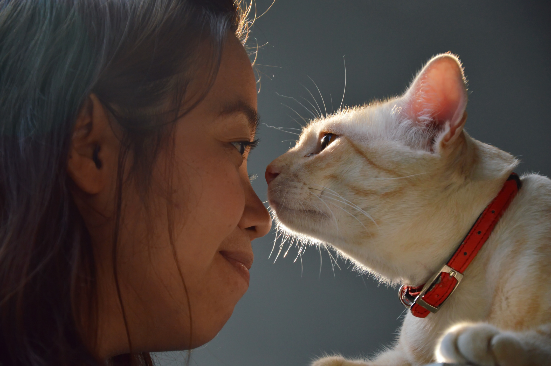 猫 ニンニク 舐め た