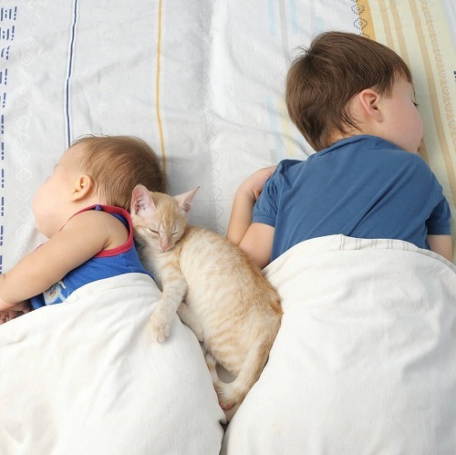 猫が人間と一緒に寝る理由は『愛』なのか？！猫が一緒に眠る3つの理由