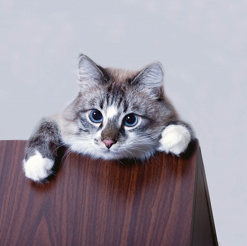 【猫のしつけ】😹『降りて』『それはダメ』を猫にニャンとかうまく伝える方法