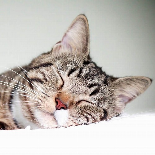 冬の猫はココが困ってるかも?冬を快適に過ごすための3つの対策法