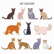 プロが語る「ネコの性格はこの９種類のどれかです。」猫は毛柄で性格が違う？