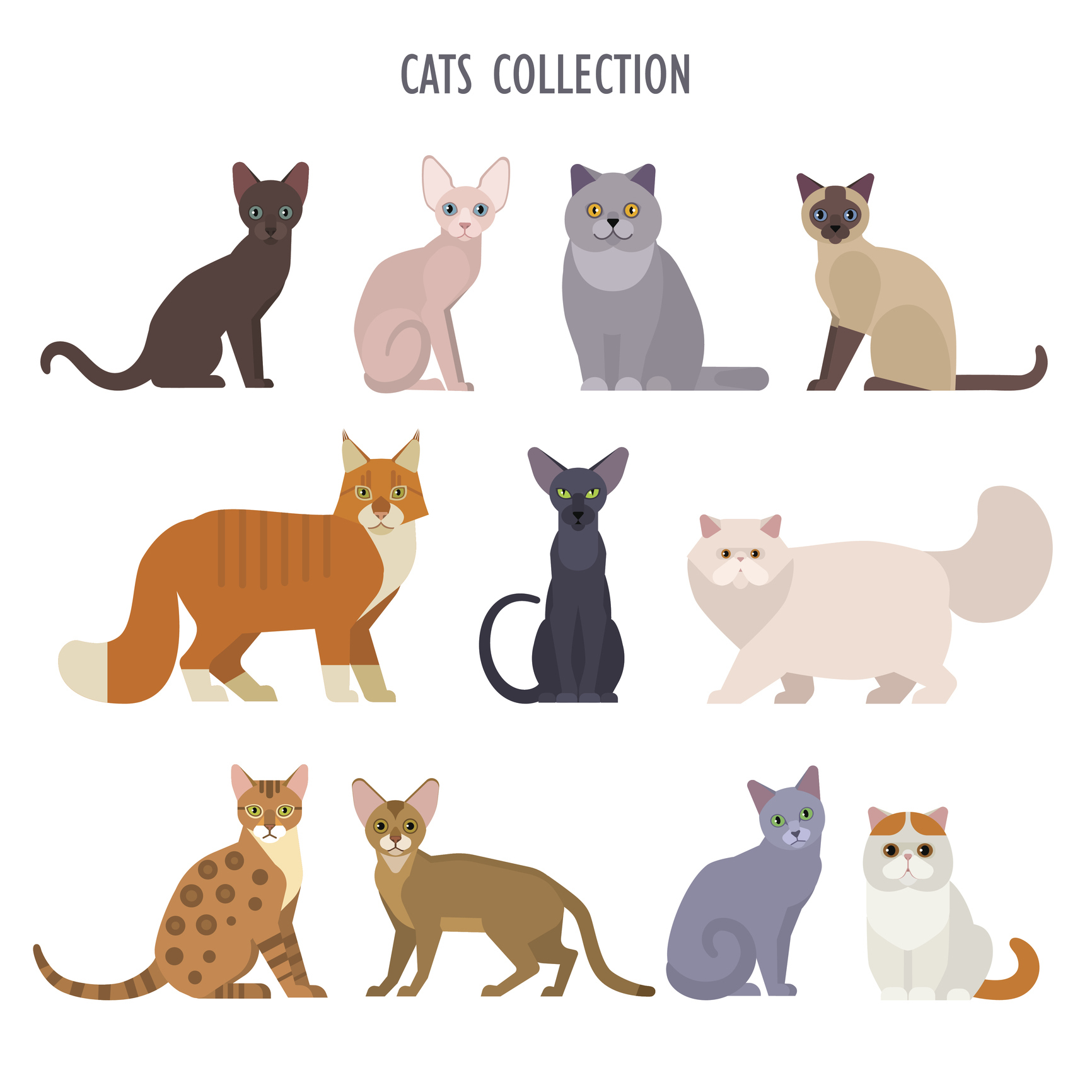 プロが語る ネコの性格はこの９種類のどれかです 猫は毛柄で性格が違う 猫壱 Necoichi