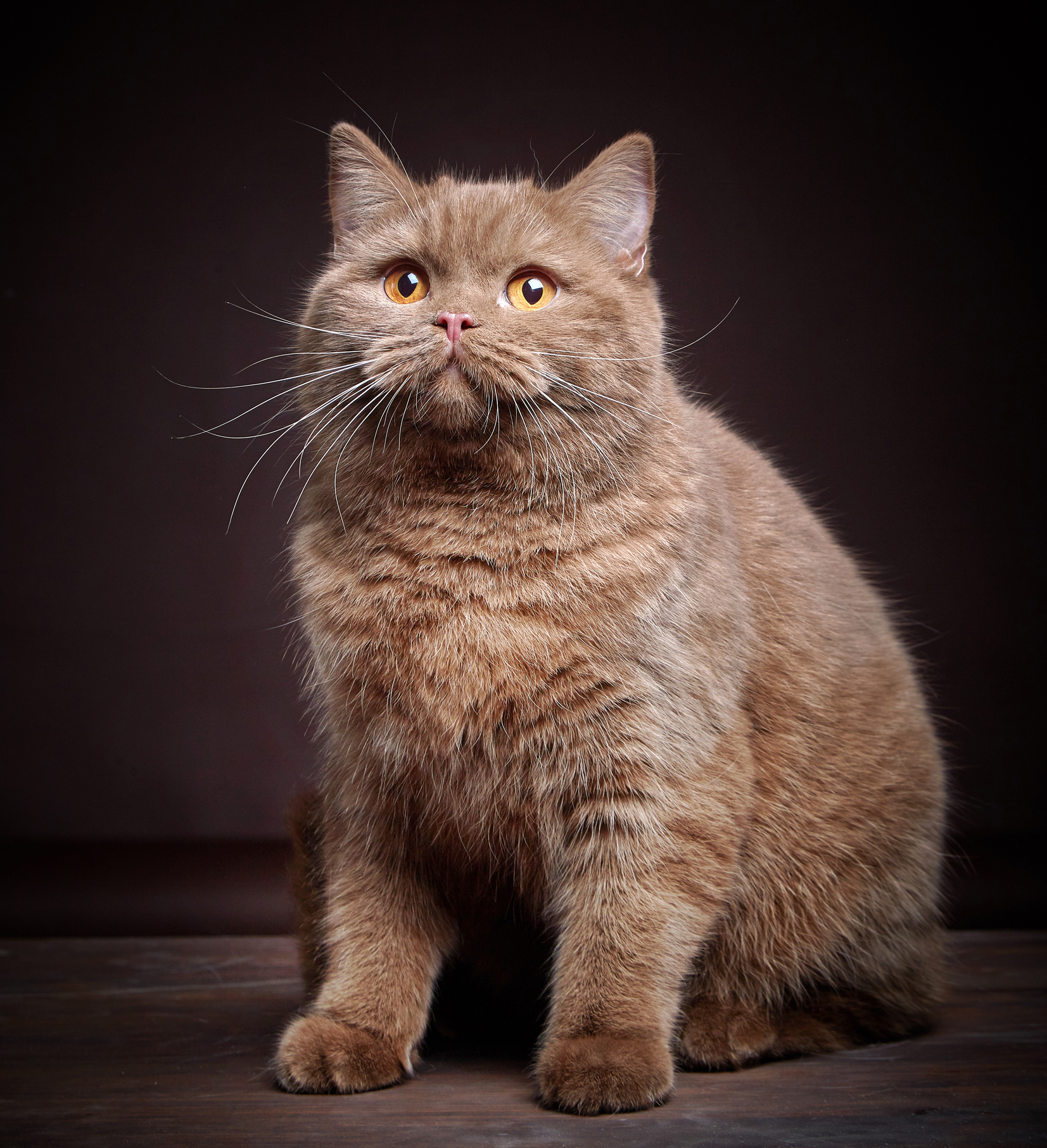 茶トラの猫は太りやすい デブ猫になりやすい猫の特徴とは 猫壱 Necoichi