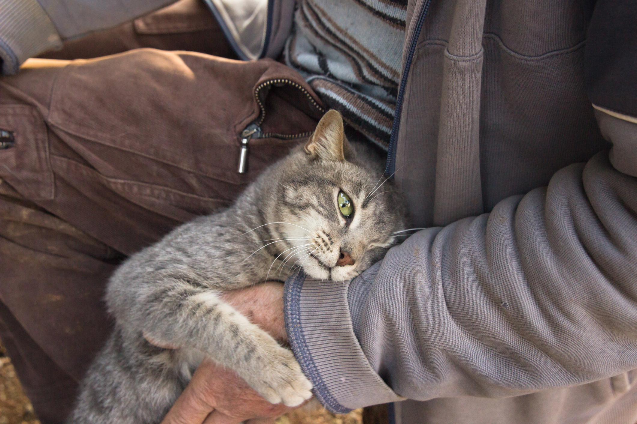 猫も痴呆症になる 猫の老化を遅らせるたった2つの方法とは 猫壱 Necoichi