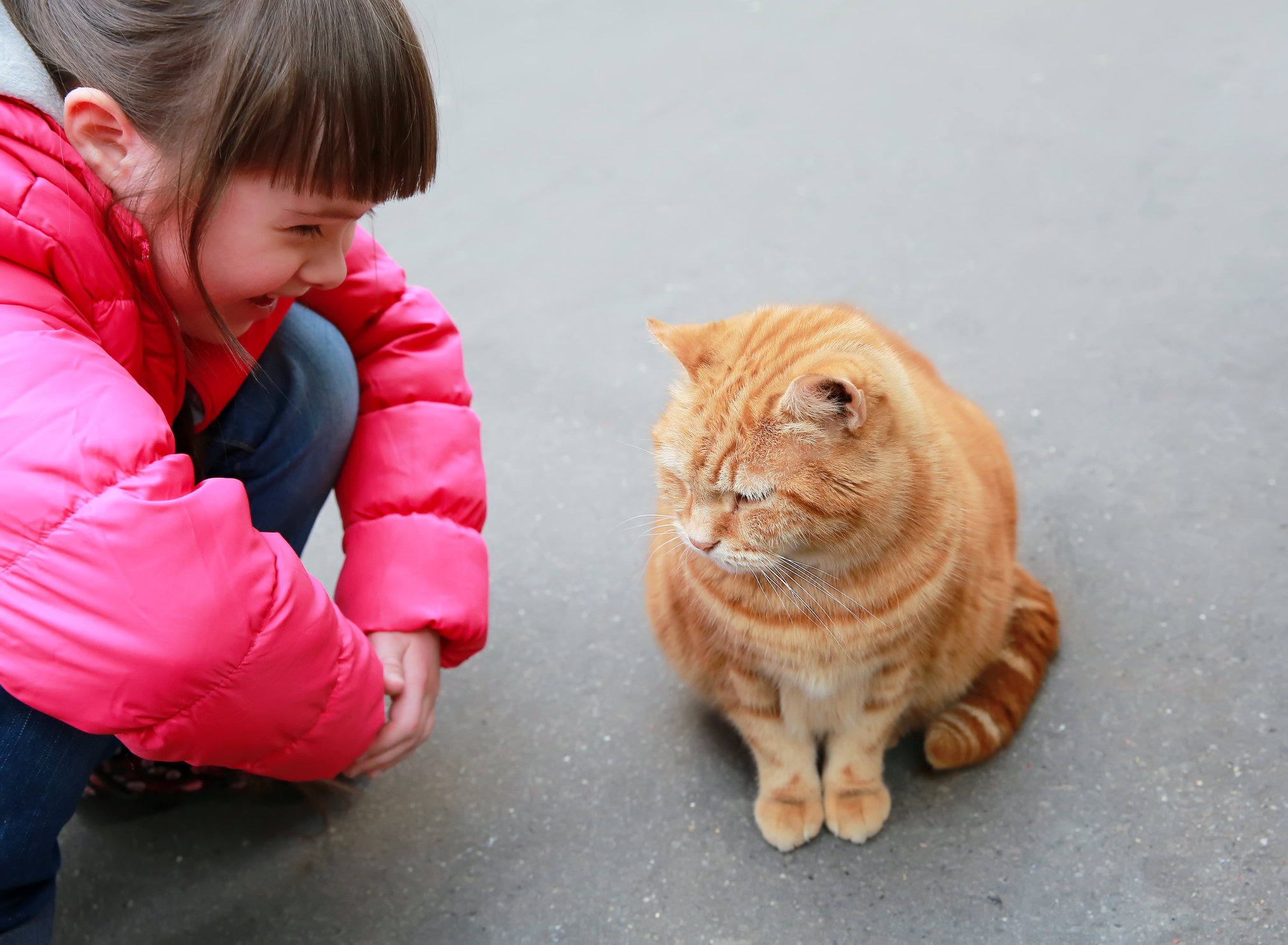 あなたも猫と話せる アニマルコミュニケーターが実践 猫と話す方法 猫壱 Necoichi
