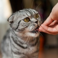 猫のご飯の悩みQ&A①好物しか食べない・うちの猫の偏食を直したい